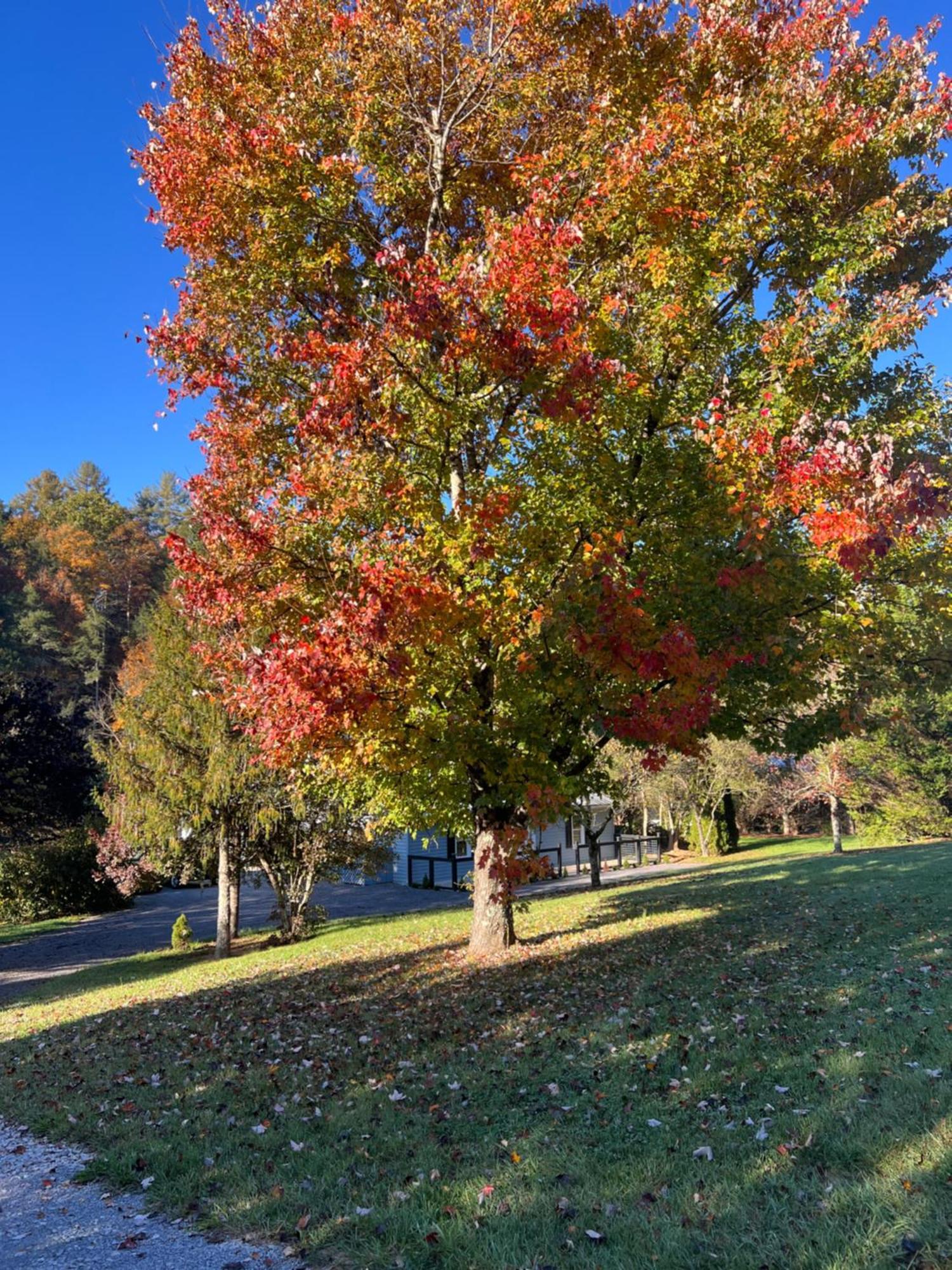 Firefly Fields 2-Acres With Guest House, Game Room, Mountain & River Views Sevierville Exterior foto